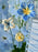 Whispering Blue Garden