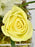 Cream Garden