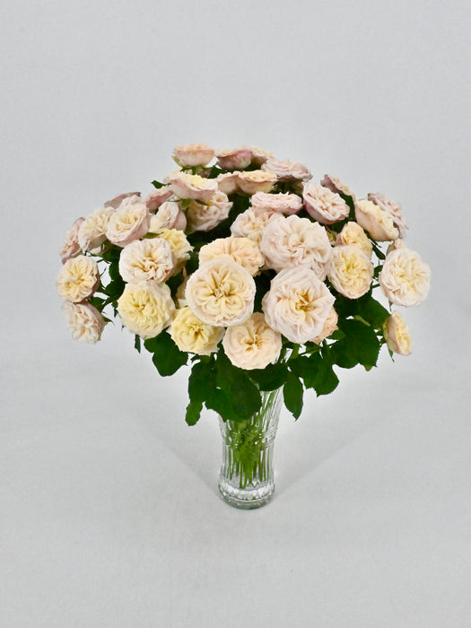 Gentle Bloom