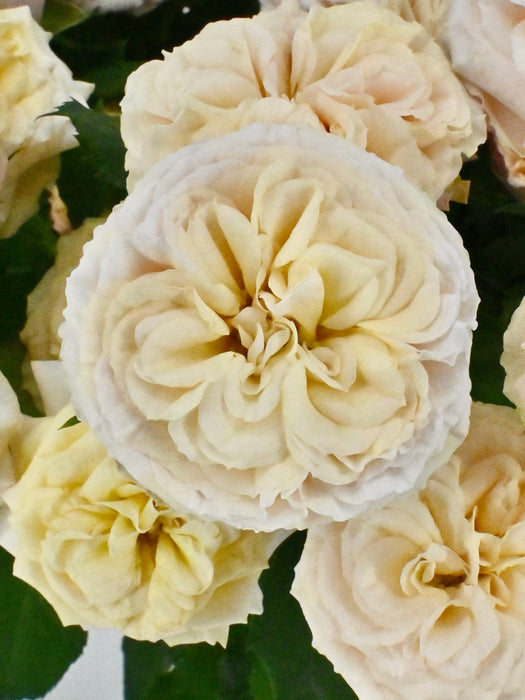 Gentle Bloom