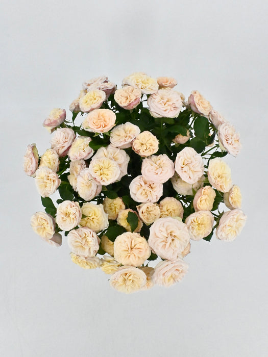 Gentle Bloom
