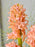 Blushing Flowery Garden