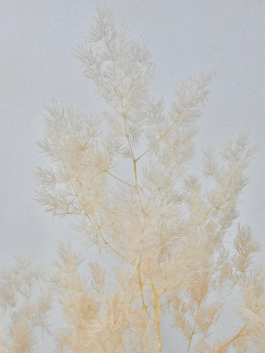 Preserved Asparagus