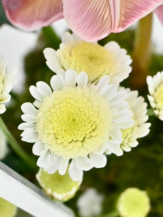 Happy Home Garden