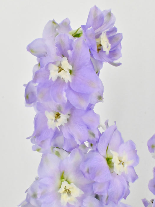 Purple Breeze