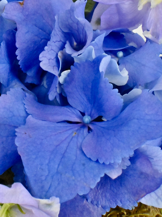 Purple Breeze