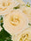 Sally Bloom