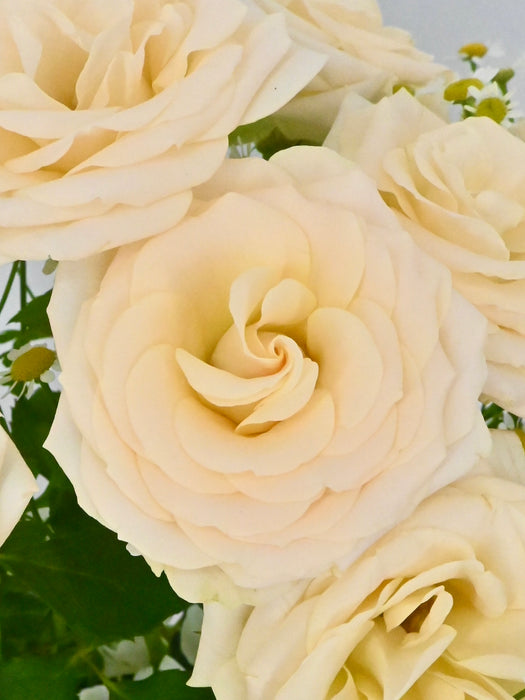 Sally Bloom