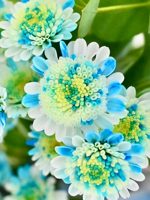 Blue Chrys