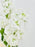 Mint Candlelight