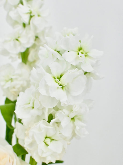 Mint Candlelight