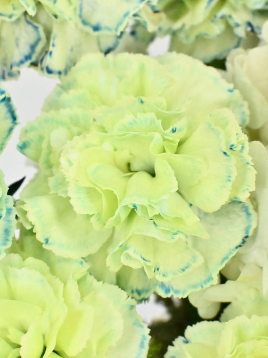 Mint Candlelight
