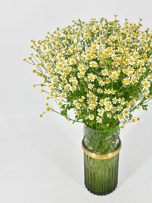 Daisy