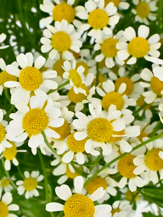 Daisy