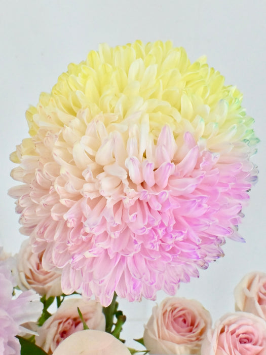 Cotton Candy