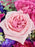 Cerise