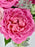 Cerise