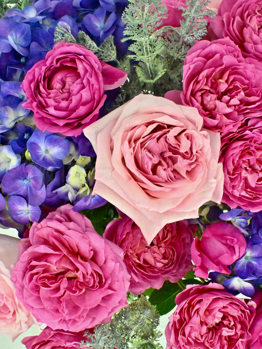 Cerise