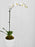 Phalea Plant