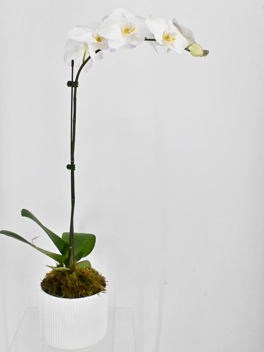 Phalea Plant