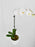 Phalea Plant