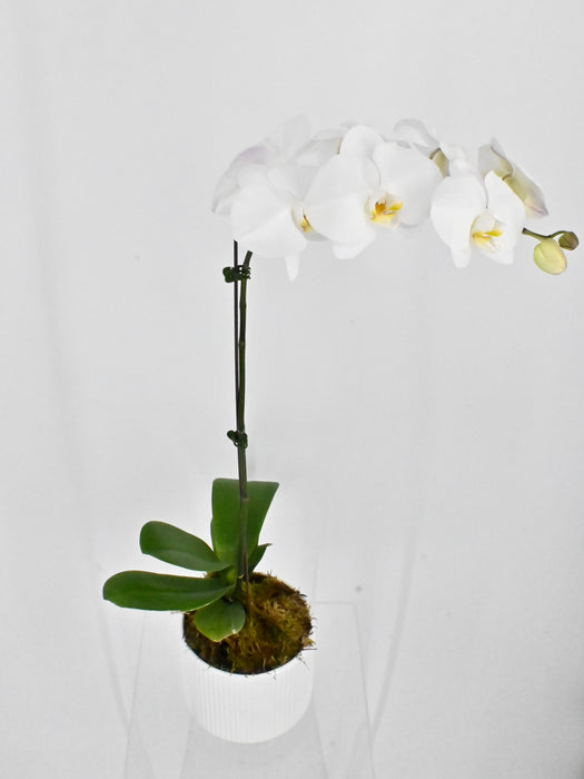 Phalea Plant