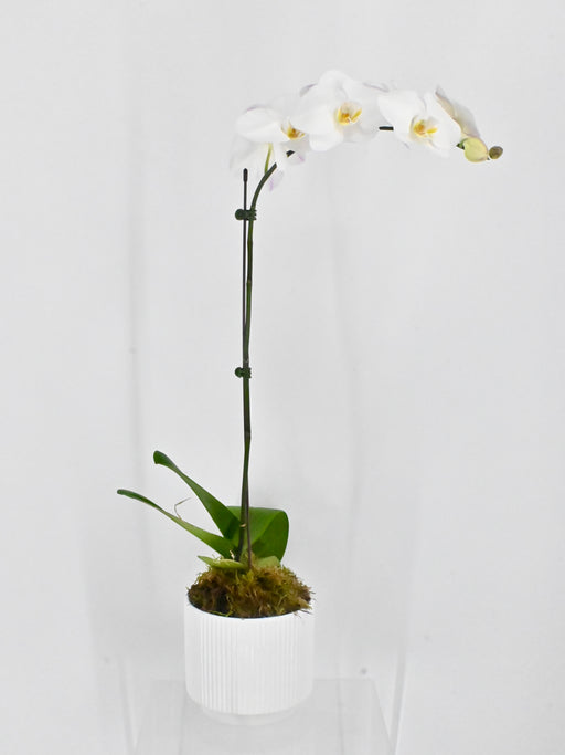 Phalea Plant