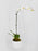 Phalea Plant
