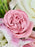 Soft Pink Bouquet