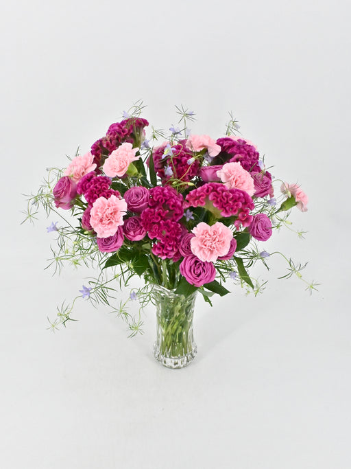 Celosia Garden