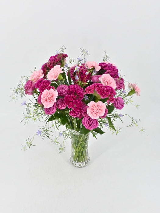 Celosia Garden