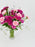 Celosia Garden