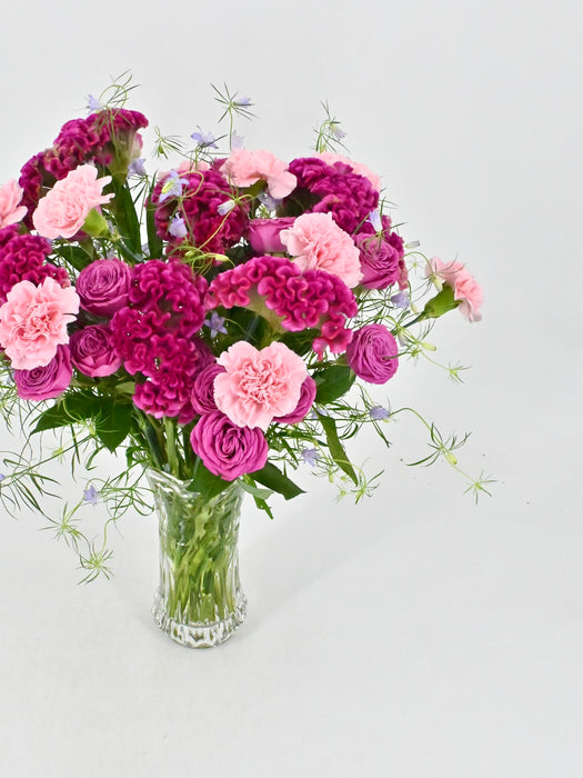 Celosia Garden