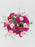 Celosia Garden