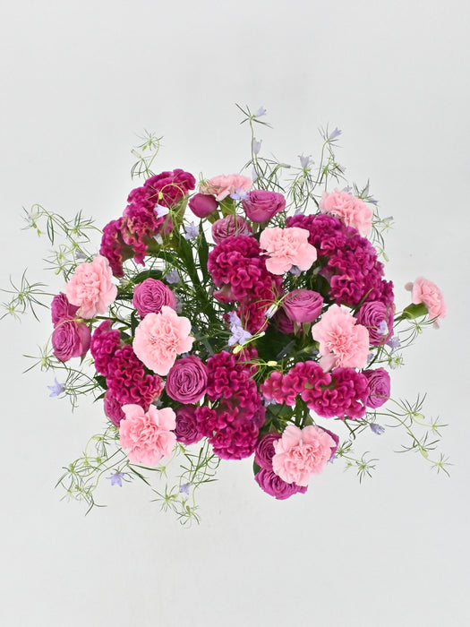 Celosia Garden
