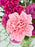 Celosia Garden
