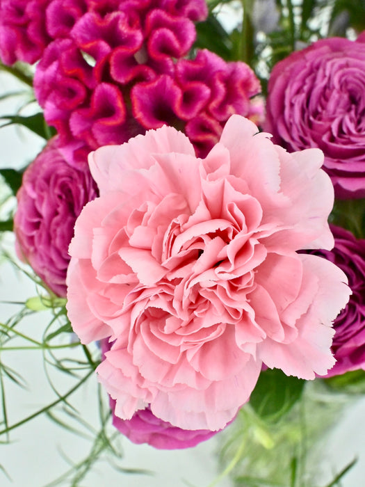 Celosia Garden