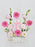 Pink Bolivar