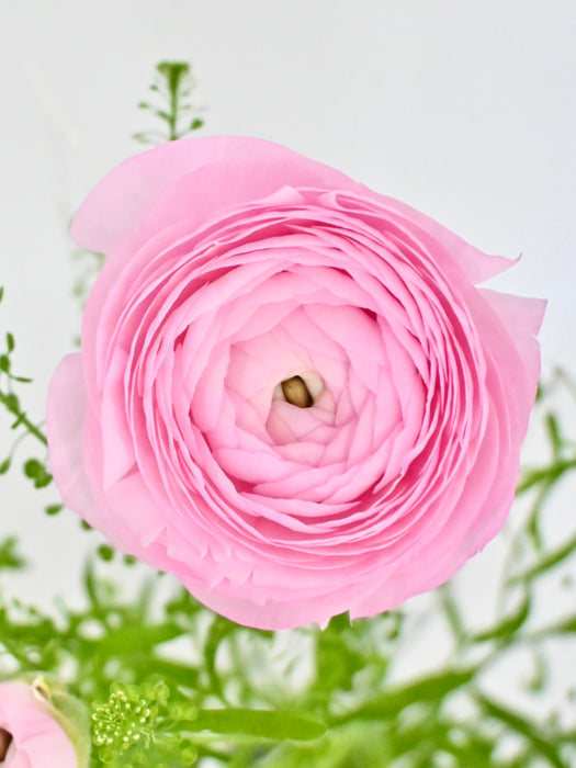 Rani Pink Money Garden