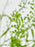 Rani Pink Money Garden