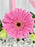 Pink Bolivar