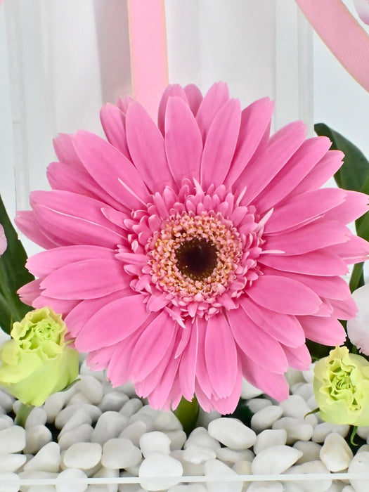 Pink Bolivar