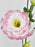 Pink Bolivar