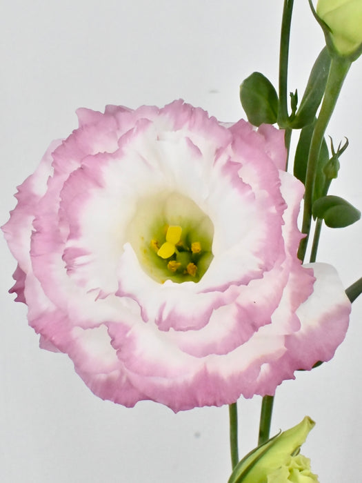 Pink Bolivar