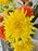 Golden Sunset Blooms
