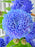 Royal Botanical Basket Money Gift
