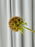Royal Botanical Basket Money Gift