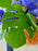 Royal Botanical Basket Money Gift