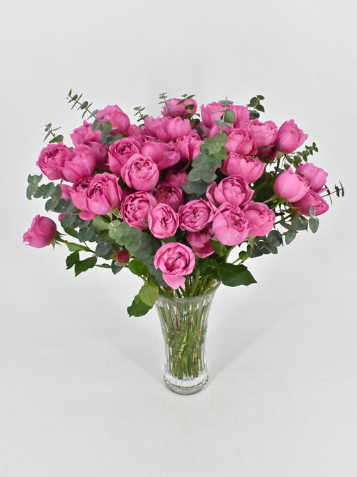 Cerise