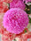 Pink Petals Vintage Serenity